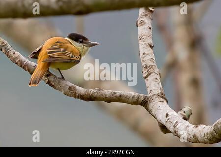 Becard con colletto grigio (Pachyramphus major matudai, Pachyramphus matudai), arroccato su un albero, Messico Foto Stock