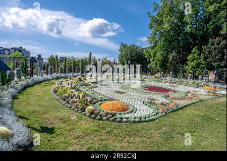 La famosa piantagione di cactus nel parco Carl Johans a Norrkoping. La piantagione è una tradizione annuale dal 1926 e consiste di 25 mila piante. Foto Stock