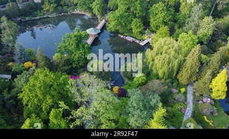 Vista aerea sul giardino giapponese con laghetti a Breslavia: Fiori di rododendro di colore rosa, bianco, giallo e rosso scuro albero di acero giapponese e legno Foto Stock