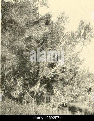 "Ein ornithologischer Ausflug nach den seen Saissan-Nor und Marka-kul (in West-Sibirien) im Jahre 1909" (1912) Foto Stock