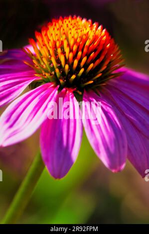 Gli schemi della natura sono tutti incredibili e unici. Come la forma e il colore di questo coneflower. Foto Stock