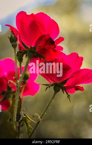 Osservando qualcosa da un'angolazione più bassa si possono notare cose nuove su un oggetto simile, come queste rose selvatiche. Foto Stock