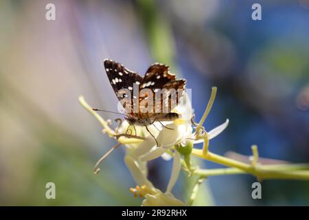 Mezzaluna texana o Anthanassa texana che si nutrono di fiori di maraga in un cortile a Gilbert, Arizona. Foto Stock