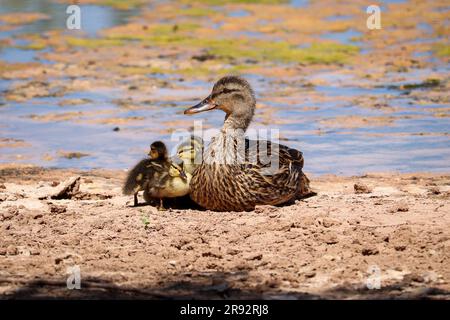 Mallard o Anas platyrhynchos con giovani al ranch Riparian in Arizona. Foto Stock