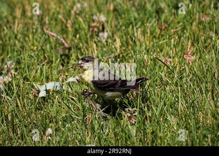 Lessar goldfinch o Carduelis psaltria che si nutrono di deloni al Green Valley Park di Payson. Arizona. Foto Stock