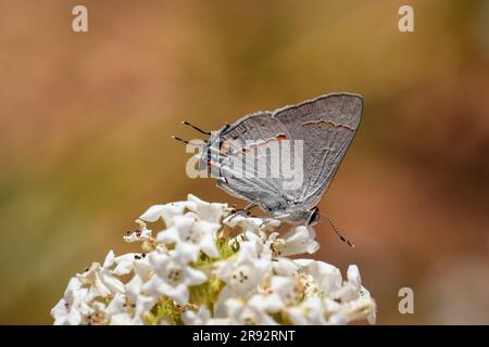 Strisce di capelli grigie o melinus di Strymon che si nutrono di piccoli fiori bianchi al Payson College Trail in Arizona. Foto Stock