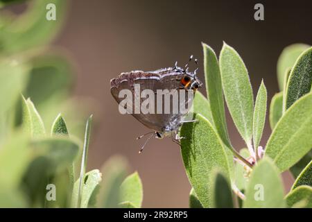 Striscia grigia di capelli o melinus di Strymon su una foglia di manzanita al Payson College Trail in Arizona. Foto Stock