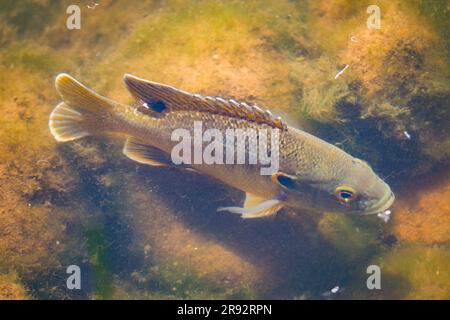 Pesci solari o Centarchidae al lago Green Valley vicino alla banca di Payson, Arizona. Foto Stock