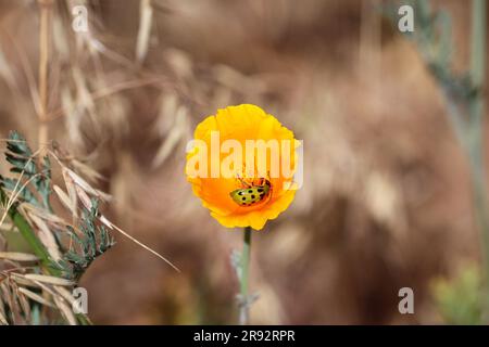 Lo scarabeo del cetriolo macchiato o la Diabrotica undecimpunctata in un papavero d'oro sulla strada a Payson, Arizona. Foto Stock