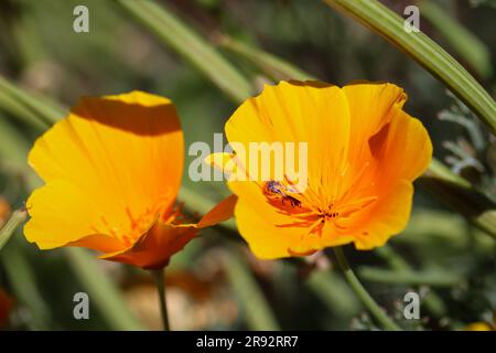 Papavero dorato o Eschscholzia californica con una piccola ape che cresce lungo la strada a Payson, Arizona. Foto Stock