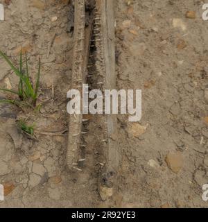Primo piano della bocca di un Gar morto a naso lungo (Lepisosteus osseus), sulla riva del fiume. Foto Stock