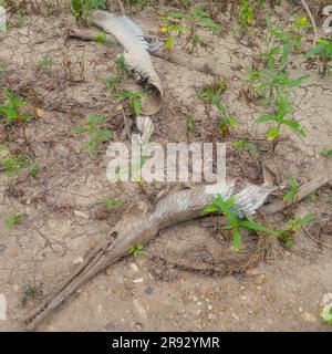 Lepisosteus osseus (Lepisosteus osseus), sulla riva del fiume. Foto Stock