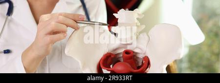 Medico ginecologo che mostra le ossa di pelvi femminile closeup Foto Stock