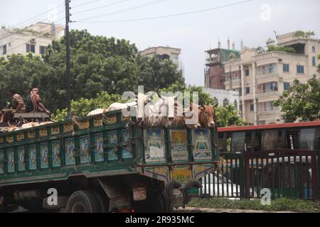 dhaka bangladesh il 21 giugno 2023 le mucche arrivano in camion da diversi distretti prima dell'imminente Eid al-Adha. Questa foto è stata scattata badda Dhaka Foto Stock