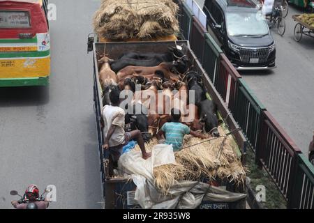 dhaka bangladesh il 21 giugno 2023 le mucche arrivano in camion da diversi distretti prima dell'imminente Eid al-Adha. Questa foto è stata scattata badda Dhaka Foto Stock