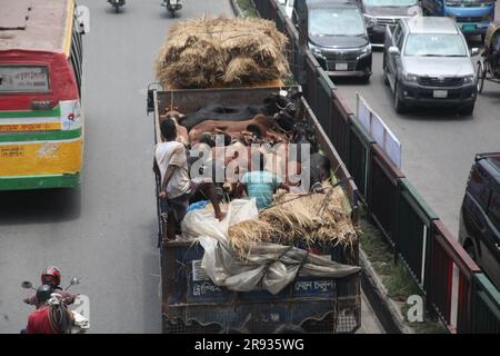 dhaka bangladesh il 21 giugno 2023 le mucche arrivano in camion da diversi distretti prima dell'imminente Eid al-Adha. Questa foto è stata scattata badda Dhaka Foto Stock