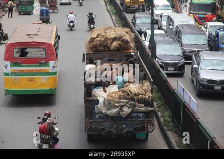 dhaka bangladesh il 21 giugno 2023 le mucche arrivano in camion da diversi distretti prima dell'imminente Eid al-Adha. Questa foto è stata scattata badda Dhaka Foto Stock