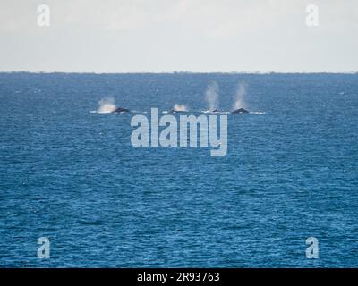 Migrazione delle balene megattere, balene che spuntano mentre passano da Sawtell NSW Australia, pod diretto a nord Foto Stock