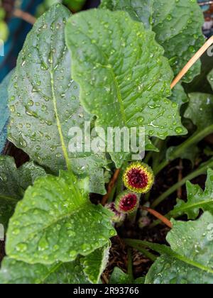 Tre boccioli di Gerbera e foglie verdi, bagnate, ricoperte di goccioline d'acqua Foto Stock