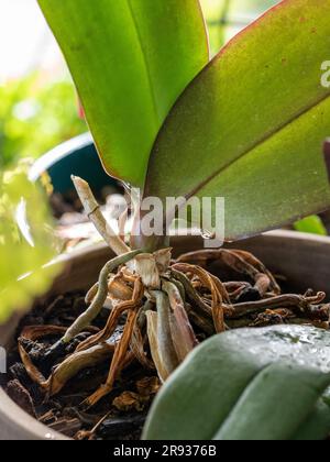 Le radici e le foglie verdi spesse di una pianta di Phalaenopsis o di Moth Orchid Foto Stock