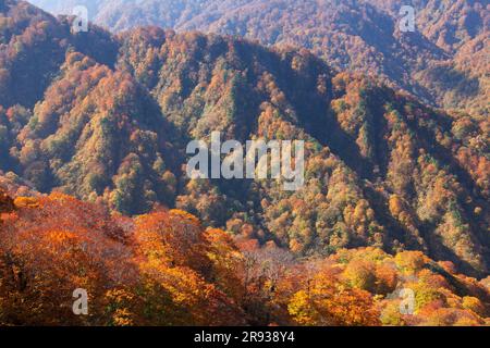 Foresta primaverile di faggio di Shirakami Sanchi in autunno Foto Stock