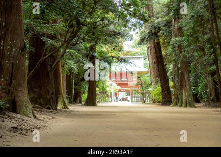 Santuario di Kashima Jingu Foto Stock