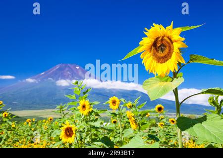 MT. Fuji e Girasoli Foto Stock