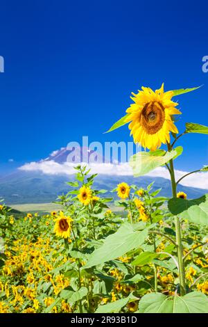 MT. Fuji e Girasoli Foto Stock