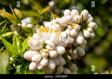 Sydney Australia, gruppo di gemme che si aprono su un albero di agrumi x aurantium Foto Stock