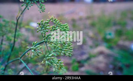 Aneto fresco o Anethum graveolens che crescono sul letto vegetale. Erba annuale, famiglia Apiaceae. Coltivare erbe fresche. Foto Stock