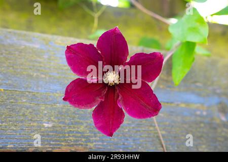 Fotografia dettagliata di un fiore di Clematis di colore viola Foto Stock