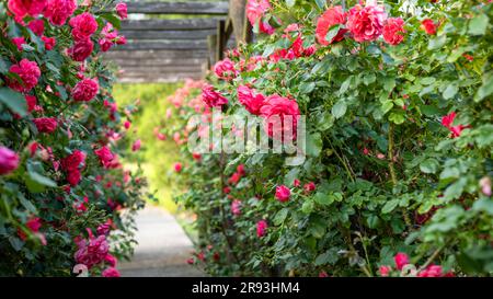 Pergola di legno con splendide rose rosa. Struttura di supporto in legno per giardino. Trellis. Giardino di rose. Chorzow, Parco della Slesia. Foto Stock
