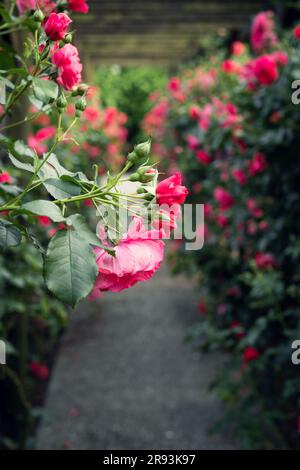 Pergola di legno con splendide rose rosa. Struttura di supporto in legno per giardino. Trellis. Giardino di rose. Chorzow, Parco della Slesia. Foto Stock