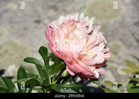 Splendida fioritura di peonie rosa chiaro in un giardino. Foto Stock