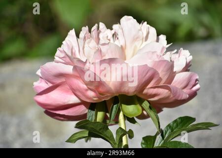 Splendido fiore di peonia rosa pallido che fiorisce in un giorno d'estate. Foto Stock