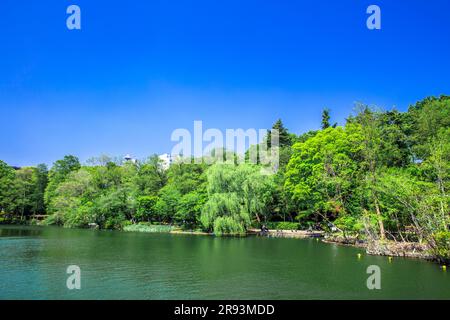 Parco Inokashira nel verde fresco Foto Stock