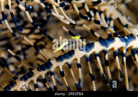 Gamberi Crinoid neri e bianchi giovani, Laomenes albonigrus, su Crinoid, Comatulida Order, Coral Garden Diving Site, Tulamben, Karangasem Regency, Bali Foto Stock