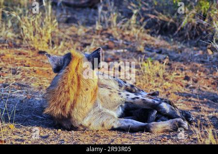 Il pascolo di elefanti con vitello e iena che dormono con cuccioli offre ai turisti una vera esperienza di safari africana nel Parco Nazionale Kruger in Sud Africa Foto Stock