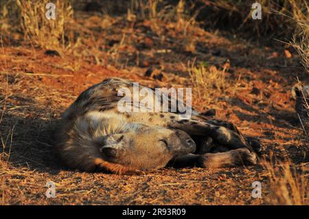 Il pascolo di elefanti con vitello e iena che dormono con cuccioli offre ai turisti una vera esperienza di safari africana nel Parco Nazionale Kruger in Sud Africa Foto Stock