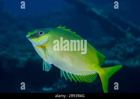 Pesci coniglio mascherati, Siganus puellus, Liberty Wreck Dive Site, Tulamben, Karangasem Regency, Bali, Indonesia Foto Stock