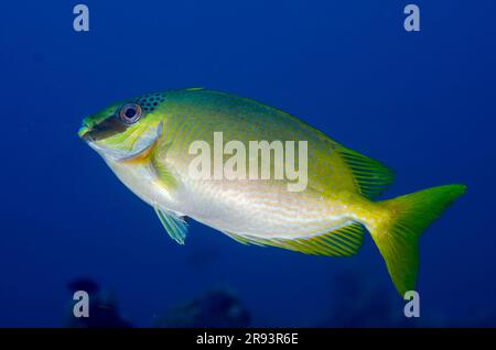 Pesci coniglio mascherati, Siganus puellus, Liberty Wreck Dive Site, Tulamben, Karangasem Regency, Bali, Indonesia Foto Stock