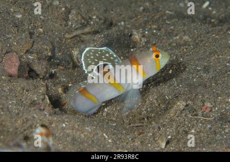 Randall's Shrimpgoby, Amblyeleotris randalli, con pinna estesa, Liberty Wreck Dive Site, Tulamben, Karangasem Regency, Bali, Indonesia Foto Stock