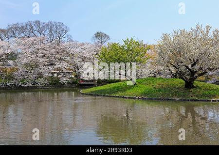 Stagno e fiori di ciliegio al santuario Tsuruoka Hachimangu Foto Stock