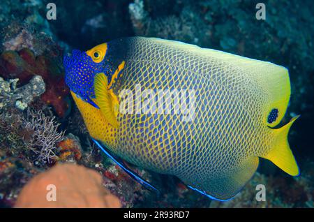 Yellowmask Angelfish, Pomacanthus xanthometopon, Wreck Dropoff Dive Site, Tulamben, Karangasem Regency, Bali, Indonesia Foto Stock