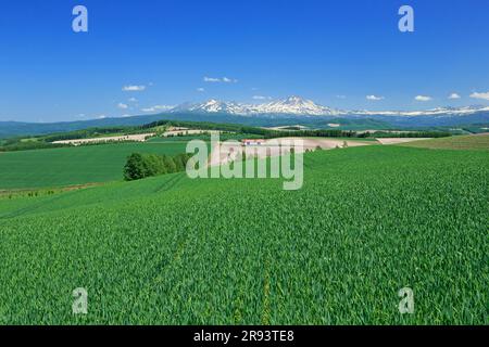 Colline di Taisetsuzan e campi di grano Foto Stock