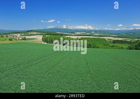 Colline di Taisetsuzan e campi di grano Foto Stock