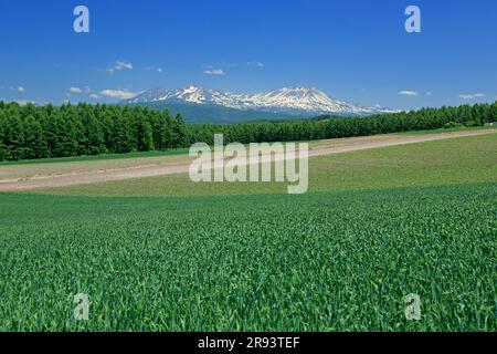 Colline di Taisetsuzan e campi di grano Foto Stock