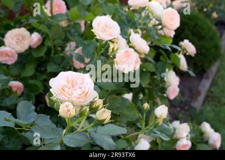 Bellissima Pastella rosa con fiori di rosa. Fioritura di Floribunda Rose. Rose da tè ibride in giardino. Foto Stock