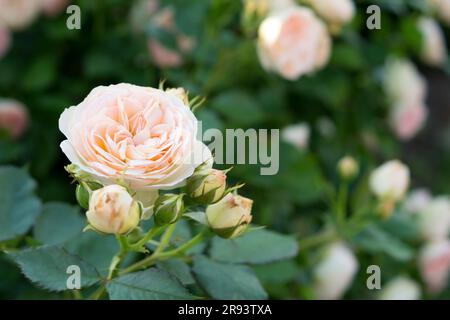 Ramo con fiore di rosa floribunda Pastella. Fiori di colore rosa pallido. Pianta di rose da giardino. Foto Stock