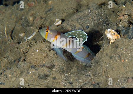 Randall's Shrimpgoby, Amblyeleotris randalli, con pinna estesa, Liberty Wreck Dive Site, Tulamben, Karangasem Regency, Bali, Indonesia Foto Stock